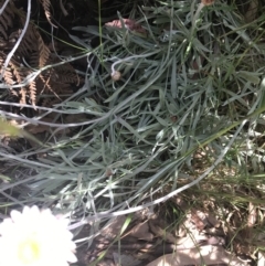 Leucochrysum albicans subsp. tricolor at Paddys River, ACT - 21 Dec 2022 10:47 AM