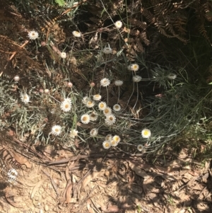 Leucochrysum albicans subsp. tricolor at Paddys River, ACT - 21 Dec 2022