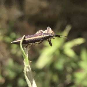 Rhinotia suturalis at Paddys River, ACT - 21 Dec 2022 10:43 AM