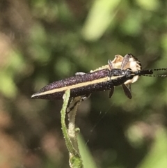 Rhinotia suturalis at Paddys River, ACT - 21 Dec 2022