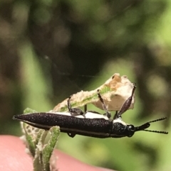 Rhinotia suturalis at Paddys River, ACT - 21 Dec 2022 10:43 AM