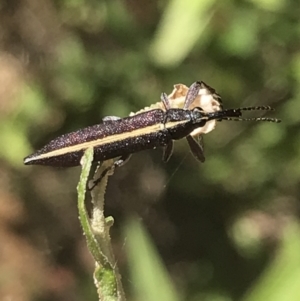 Rhinotia suturalis at Paddys River, ACT - 21 Dec 2022 10:43 AM