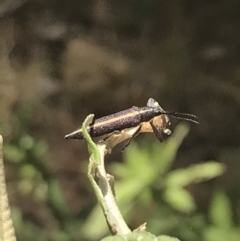 Rhinotia suturalis at Paddys River, ACT - 21 Dec 2022