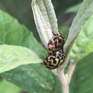 Cleobora mellyi at Paddys River, ACT - 21 Dec 2022