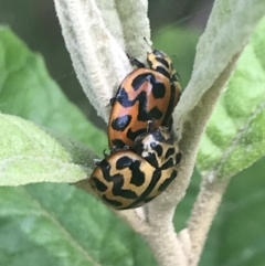 Cleobora mellyi at Paddys River, ACT - 21 Dec 2022