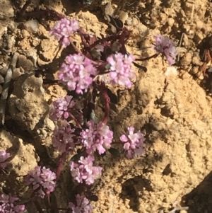 Poranthera microphylla at Paddys River, ACT - 21 Dec 2022