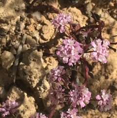 Poranthera microphylla at Paddys River, ACT - 21 Dec 2022