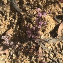 Poranthera microphylla at Paddys River, ACT - 21 Dec 2022