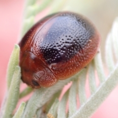 Dicranosterna immaculata (Acacia leaf beetle) at Murrumbateman, NSW - 24 Jan 2023 by SimoneC