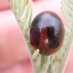 Dicranosterna immaculata at Murrumbateman, NSW - 24 Jan 2023