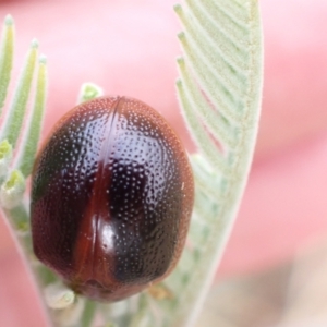 Dicranosterna immaculata at Murrumbateman, NSW - 24 Jan 2023