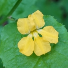 Goodenia ovata (Hop Goodenia) at Jerrawangala, NSW - 20 Jan 2023 by RobG1