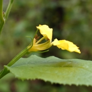 Goodenia ovata at Jerrawangala, NSW - suppressed