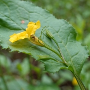 Goodenia ovata at Jerrawangala, NSW - 20 Jan 2023