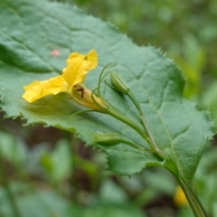 Goodenia ovata at Jerrawangala, NSW - 20 Jan 2023