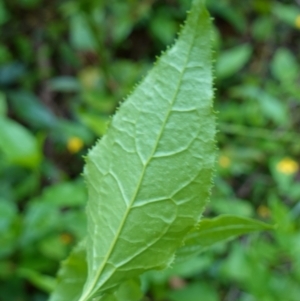 Goodenia ovata at Jerrawangala, NSW - suppressed
