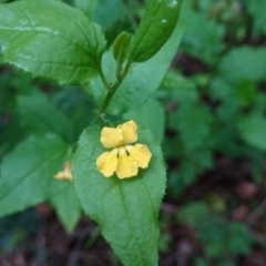 Goodenia ovata at Jerrawangala, NSW - suppressed
