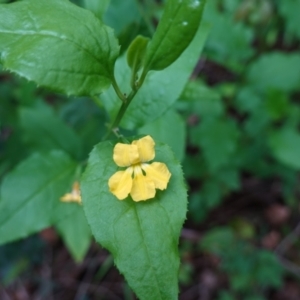 Goodenia ovata at Jerrawangala, NSW - suppressed