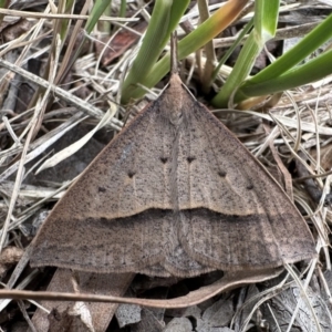 Epidesmia hypenaria at Curtin, ACT - 13 Dec 2022 03:28 PM