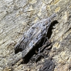 Carposina taractis (A Carposinidae moth) at Ainslie, ACT - 24 Jan 2023 by Pirom