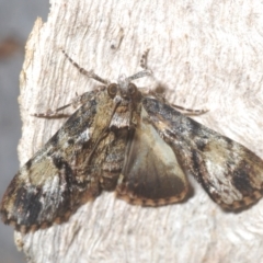 Salma (genus) (A Pyralid moth) at Lyons, ACT - 24 Jan 2023 by Harrisi
