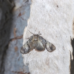 Salma (genus) at Lyons, ACT - 24 Jan 2023 02:54 PM