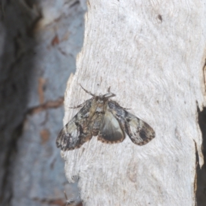 Salma (genus) at Lyons, ACT - 24 Jan 2023 02:54 PM