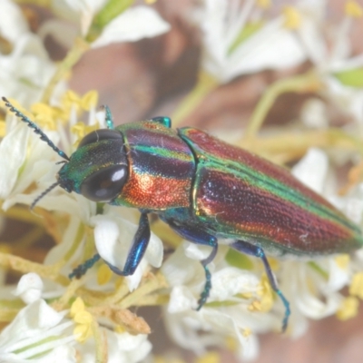 Selagis aurifera (Aurifera jewel beetle) at Oakey Hill - 24 Jan 2023 by Harrisi