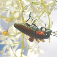 Selagis aurifera at Lyons, ACT - 24 Jan 2023