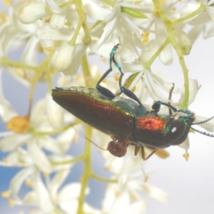 Selagis aurifera at Lyons, ACT - 24 Jan 2023