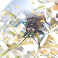 Selagis aurifera at Lyons, ACT - 24 Jan 2023