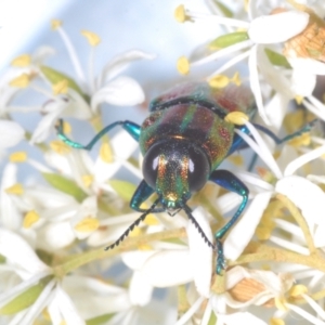 Selagis aurifera at Lyons, ACT - 24 Jan 2023