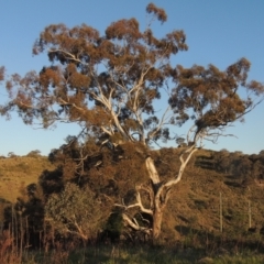 Eucalyptus melliodora (Yellow Box) at Theodore, ACT - 15 Oct 2022 by MichaelBedingfield