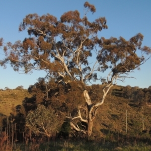Eucalyptus melliodora at Melrose - 15 Oct 2022