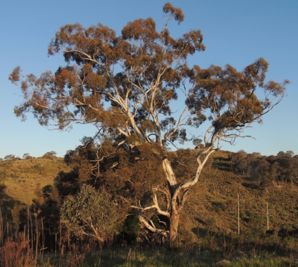 Eucalyptus melliodora at Theodore, ACT - 15 Oct 2022