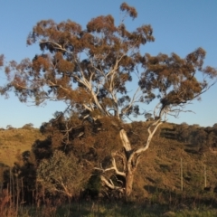 Eucalyptus melliodora (Yellow Box) at Theodore, ACT - 15 Oct 2022 by michaelb