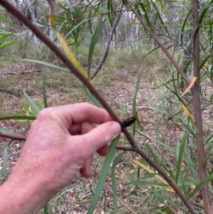 Hakea eriantha at Bruce, ACT - 21 Jan 2023 07:29 AM