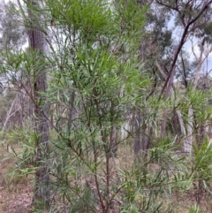 Hakea eriantha at Bruce, ACT - 21 Jan 2023 07:29 AM