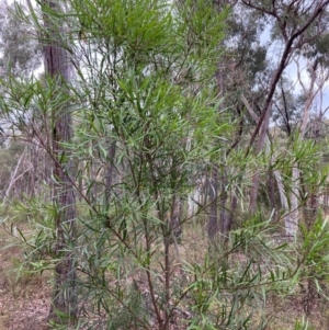 Hakea eriantha at Bruce, ACT - 21 Jan 2023 07:29 AM