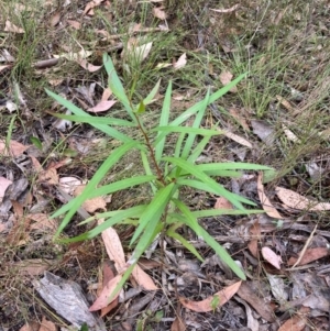 Hakea eriantha at Bruce, ACT - 21 Jan 2023 07:29 AM