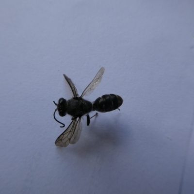 Crabroninae (subfamily) (Unidentified solitary wasp) at Charleys Forest, NSW - 24 Jan 2023 by arjay