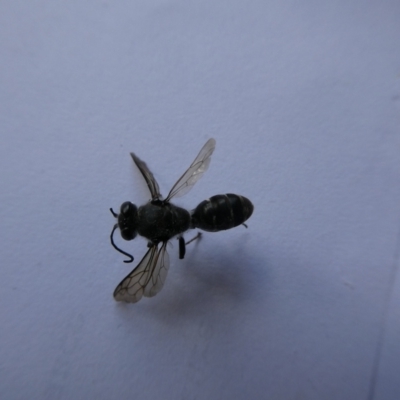 Crabroninae (subfamily) (Unidentified solitary wasp) at QPRC LGA - 24 Jan 2023 by arjay