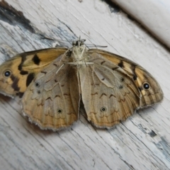 Heteronympha merope (Common Brown Butterfly) at Charleys Forest, NSW - 24 Jan 2023 by arjay