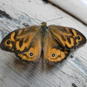 Heteronympha merope at Charleys Forest, NSW - 24 Jan 2023