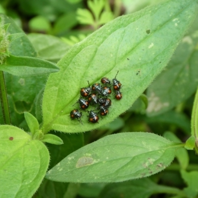 Oechalia schellenbergii (Spined Predatory Shield Bug) at Charleys Forest, NSW - 23 Jan 2023 by arjay