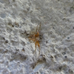 Hortophora sp. (genus) (Garden orb weaver) at Charleys Forest, NSW - 24 Jan 2023 by arjay