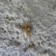Unidentified Spider (Araneae) (TBC) at Charleys Forest, NSW - 24 Jan 2023 by arjay