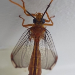 Nymphes myrmeleonoides (Blue eyes lacewing) at Bonython, ACT - 25 Jan 2023 by Rin