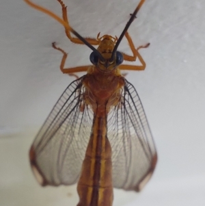 Nymphes myrmeleonoides at Bonython, ACT - 25 Jan 2023