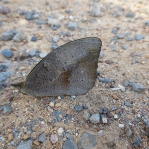 Heteronympha merope at Charleys Forest, NSW - suppressed